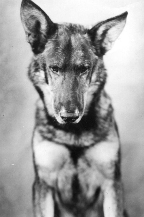 Tin Tin