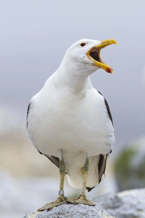Sully Seagull