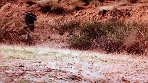 سافاری هالیوود