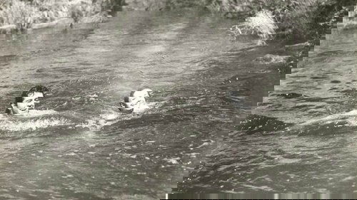 تارزان و سافاری گمشده