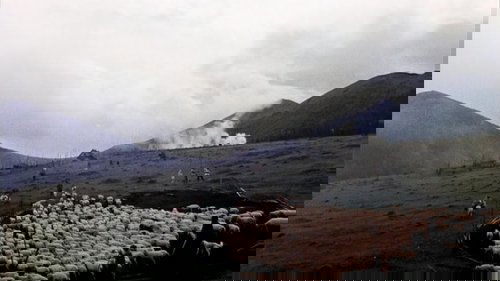 سایه های اجداد فراموش شده