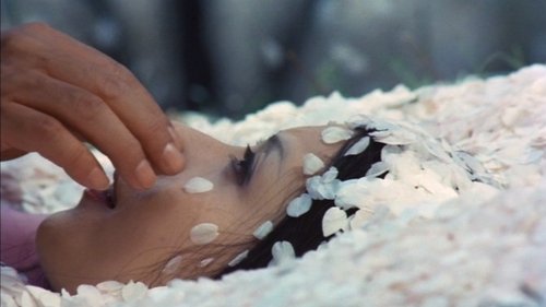 زیر شکوفه های درخت گیلاس