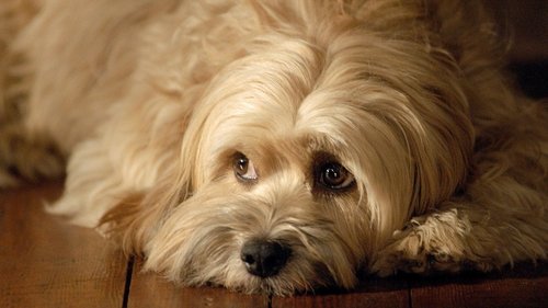 برای عشق بنجی