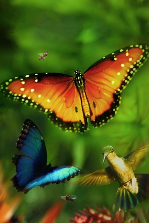 Disneynature: Wings of Life