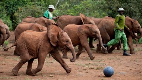 وحشی متولد شد