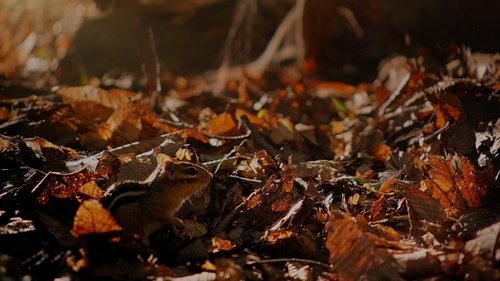 کوچولوهای غولپیکر