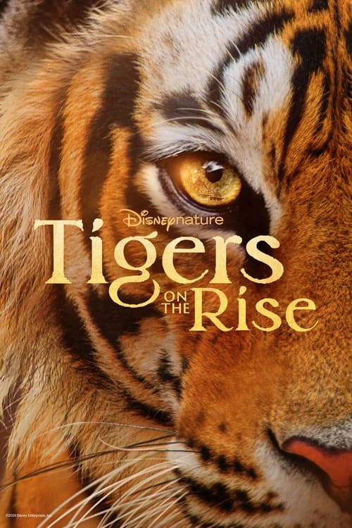 Tigers on the Rise 2024