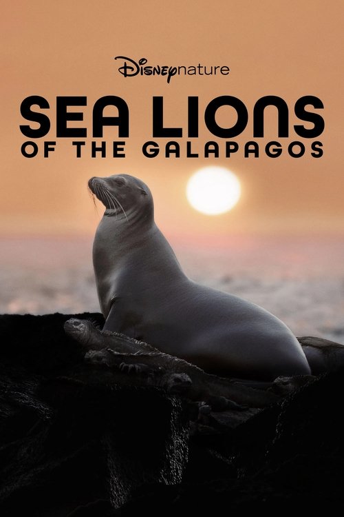 Sea Lions of the Galapagos 2025